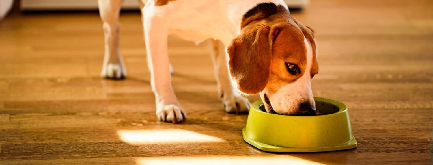 Alimentation pour chien Soldes -Alimentation pour chien Soldes 3