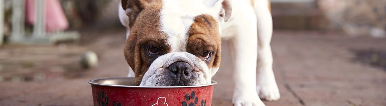 Alimentation pour chien Soldes -Alimentation pour chien Soldes 4