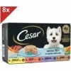 CESAR 32 Barquettes En Gelée 4 Variétés Pour Chien Senior 150g (8x4)