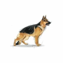 ROYAL CANIN MAXI ADULT 4 KG ADULTE LÉGUMES (3182550402224) -Alimentation pour chien Soldes 42762612 4