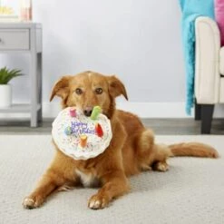 EINEMGELD Jouet De Os Grinçant Pour Chien, Jouet De Gâteau à Mâcher En Peluche Pour Animal De Compagnie, Cadeau D'anniversaire Mignon Dessert En Peluche Pour Chien Chat - Bone -Alimentation pour chien Soldes 59333542 4