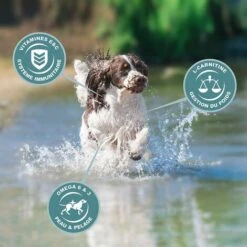 Eukanuba - Croquette Pour Chien Adult Medium Poulet -Alimentation pour chien Soldes 59689500 5