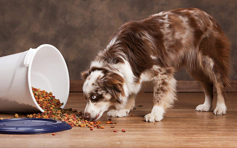 Alimentation pour chien Soldes -Alimentation pour chien Soldes 6